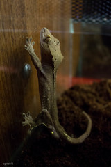 Correlophus ciliatus