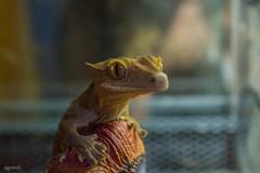 Correlophus ciliatus