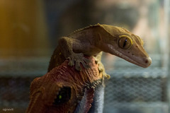 Correlophus ciliatus