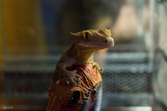 Correlophus ciliatus