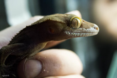 Correlophus ciliatus
