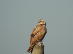Buteo hemilasius