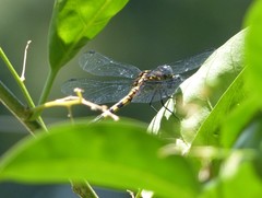 Libellulidae