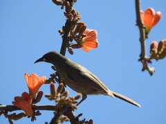 Stomiopera unicolor
