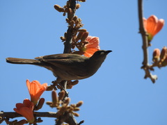 Stomiopera unicolor