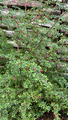 Fuchsia microphylla