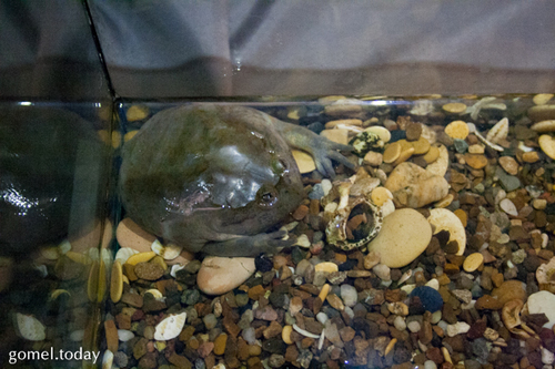 Budgett's Frog, Lepidobatrachus laevis
