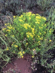 Senecio riddellii