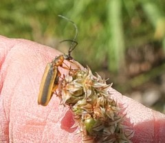 Afronycha circumdata