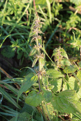 Stachys sylvatica
