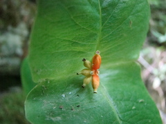 Lonicera dioica