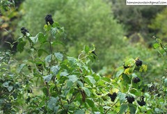 Eleutherococcus sessiliflorus