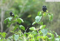 Eleutherococcus sessiliflorus