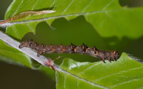Phigalia pilosaria