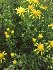 Senecio riddellii