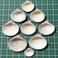 Lioconcha fastigiata