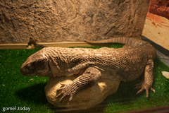 Varanus exanthematicus