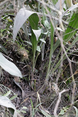 Lycomormium ecuadorense