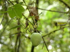 Passiflora resticulata