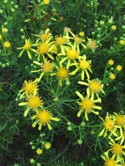 Senecio riddellii
