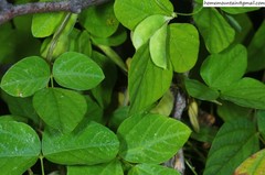 Amphicarpaea edgeworthii