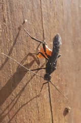 Doryctes leucogaster