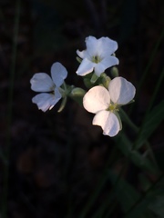 Dimorphocarpa candicans