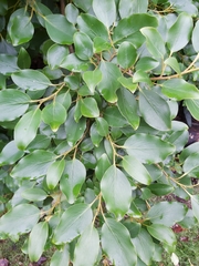 Griselinia