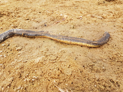 Pseudoeryx plicatilis