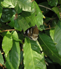 Hypolimnas bolina bolina