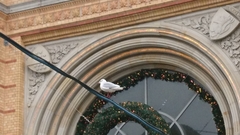 Chroicocephalus ridibundus