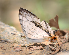 Cyrestis thyodamas ganescha