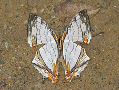 Cyrestis thyodamas ganescha