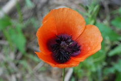 Papaver apulum