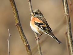 Fringilla montifringilla