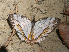 Cyrestis thyodamas ganescha