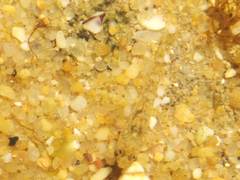 Pomatoschistus microps