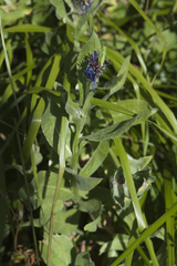 Centaurea nigrofimbria