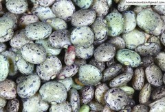 Amphicarpaea edgeworthii