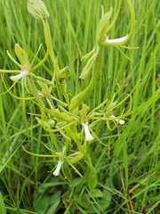 Habenaria clavata