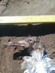 Chroicocephalus maculipennis