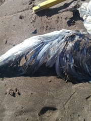 Chroicocephalus maculipennis