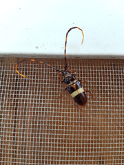 Trachyderes succinctus melzeri