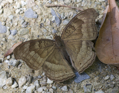 Junonia iphita iphita