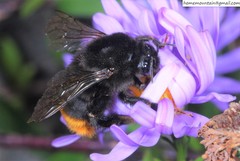 Bombus ignitus