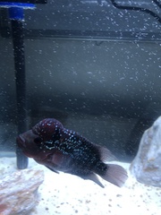 Amphilophus labiatus × cichlasoma trimaculatum