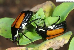 Campsiura mirabilis
