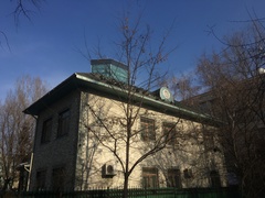 Columba livia domestica