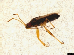 Nysius vinitor