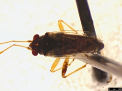 Nysius vinitor